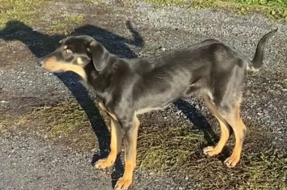 Собаки потеряшки, Старый Оскол, фото: Потеряшка собака на Степном, Старый Оскол