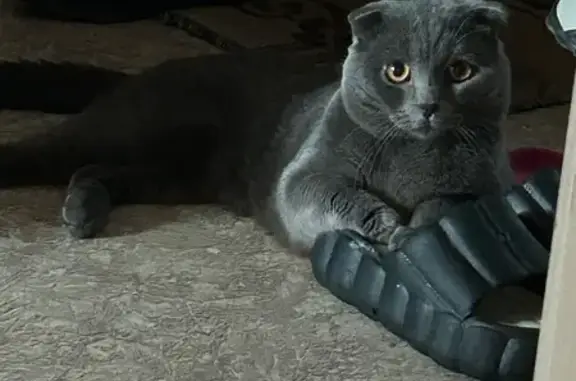 Пропала кошка, ул. Мичурина 14, Крск