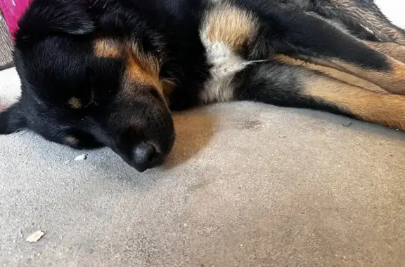 Собака найдена: Железнодорожная 24, Крдр