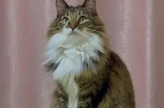 Пропала кошка, Волжское с/п, Золотое кольцо