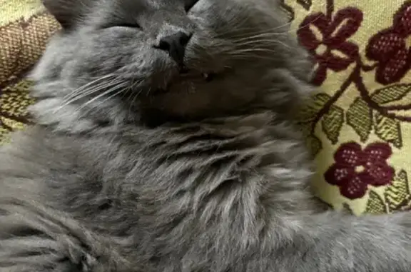 Пропал темно-серый кот, Орск, ул. Соколова 28