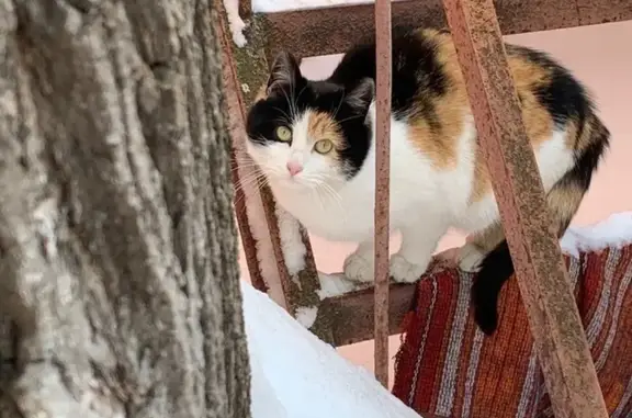 Пропала кошка, Хоромный тупик, Москва