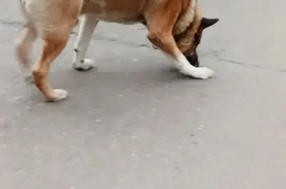 Найдена собака, Москва, фото: Найдена собака: Святоозёрская ул., 24