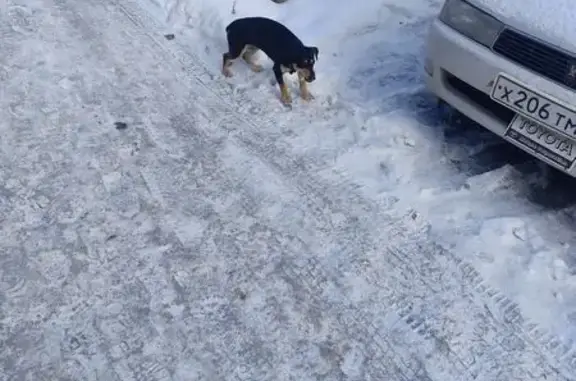 Собака найдена: ул. Солнечная Поляна 32