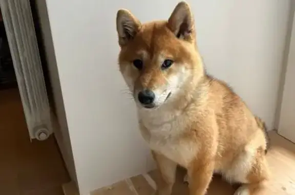 Найдена собака, , фото: Собака найдена: ул. 40 лет Победы, Тольятти