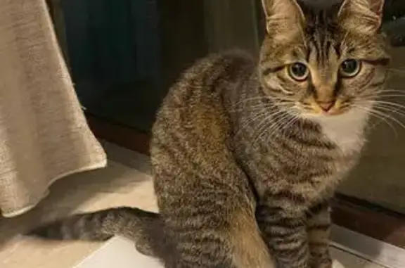 Пропала кошка, Ярыгинская наб., 17, Крск