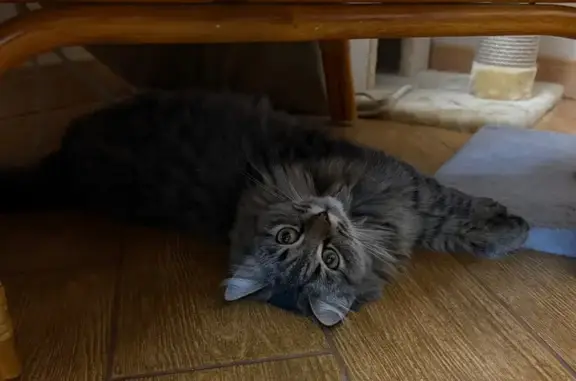 Найдена кошка, Ясная Поляна, фото: Кошка найдена: Лесная ул., 2А, Ясная Поляна