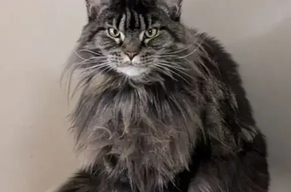 Пропала кошка, ул. Огородная, Грабово