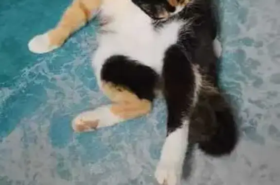 Кошки потеряшки, Калининградская область, фото: Потеряшка кошка в Чкаловске, Калининград