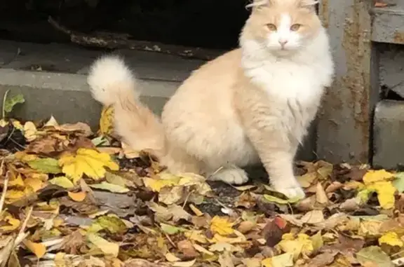 Найдена кошка на ул. Невского, 15, Калининград