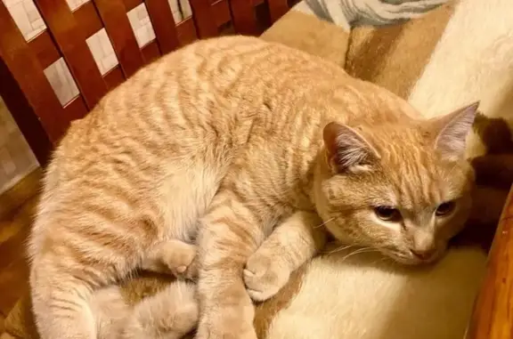 Пропала кошка, Новоузенская 187, Саратов