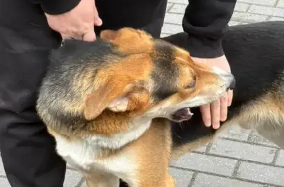 Собака найдена: ул. Невского, 164, Калининград