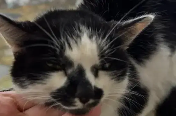 Найдена кошка, Москва, фото: Найдена кошка, Румянцево, Москва