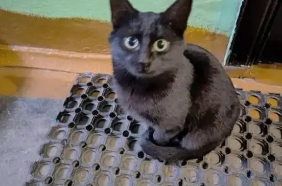 Объявления о пропавших и найденных животных, Бор, фото: Котик найден: ул. Чугунова, 9, Бор