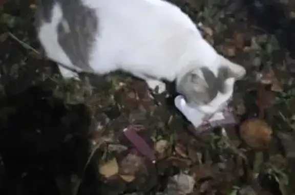 Найдена кошка, Чебоксары, фото: Кошка найдена на ул. Богдана Хмельницкого