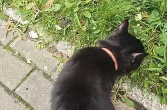 Найдена кошка, Ивантеевка, фото: Кошка найдена, ул. Толмачёва, 31, Ивантеевка