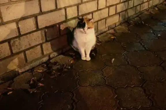 Найдена кошка, Киров, фото: Кошка найдена: ул. Молодой Гвардии, 84/1