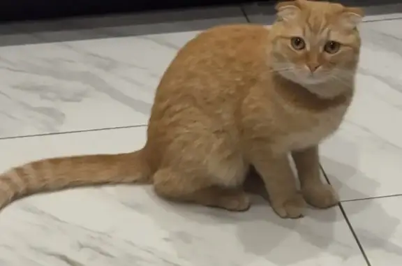 Кошки потеряшки, Севрюково, фото: Потеряшка кошка, Сиреневая ул., Севрюково