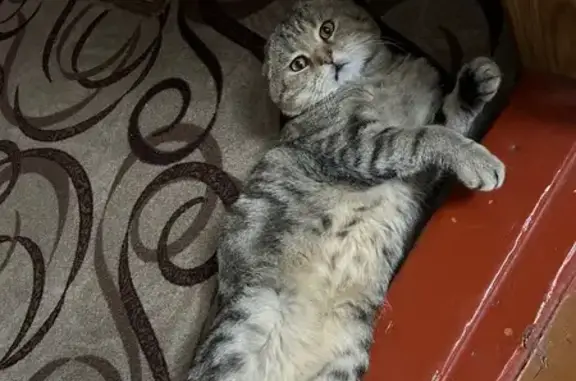 Пропала кошка, Пензенская ул. 96А, Тамбов