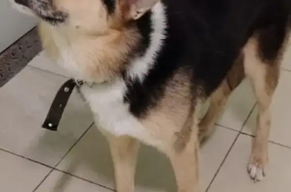 Собаки потеряшки, Московская область, фото: Потеряшка собака, Деденёво, МО