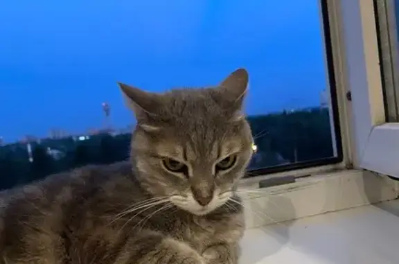 Пропала кошка, ул. Маяковского 9, Пушкино