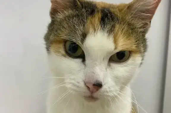 Найдена кошка, Добрянка, фото: Найдена кошка: Красногвардейская 25, Добрянка