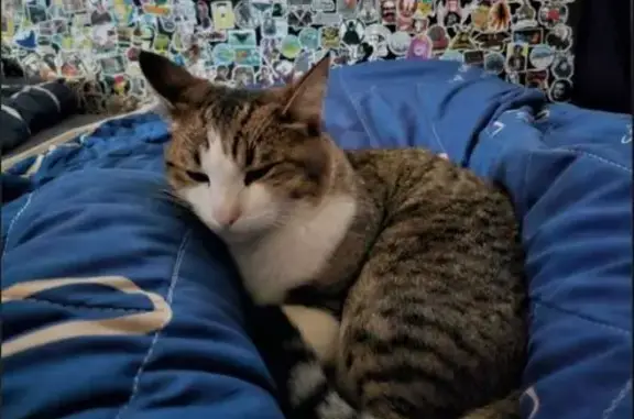 Кошки потеряшки, Самара, фото: Потеряшка кошка, ул. Войкова 43А, Самара