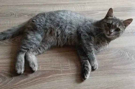 Найдена кошка, Краснодар, фото: Кошка найдена: Московская ул., 140Б, Краснодар