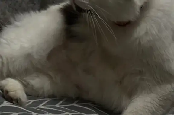 Кошки потеряшки, Калининградская область, фото: Потеряшка кошка в Балтийске, Калининград