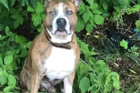 Пропала собака на пр. Газеты, 166, Крск