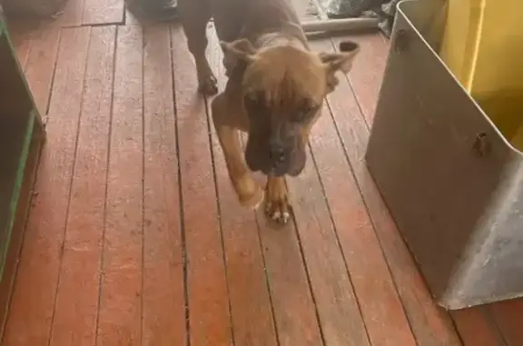 Найдена собака, , фото: Собака найдена у ДК железнодорожников, Чита