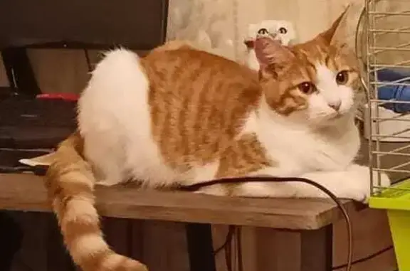 Кошки потеряшки, Зеленоград, фото: Потеряшка кошка, Зеленоград, к302Б