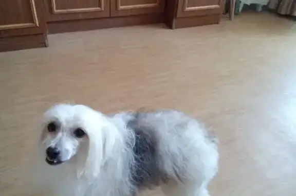 Пропала собака, ул. Батова 30/1, Ярославль