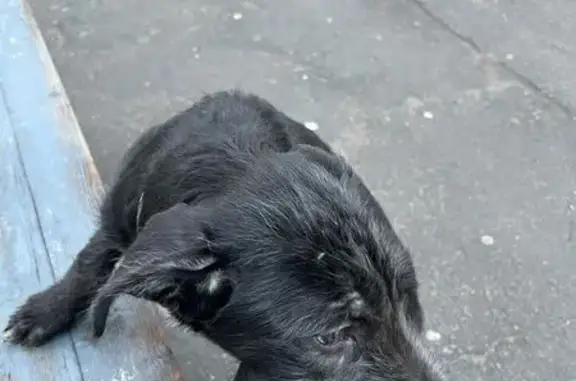 Найдена собака, Колпино, фото: Найдена собака на Октябрьской улице, Колпино