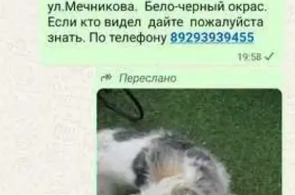 Пропала собака, Западный, Рубцовск