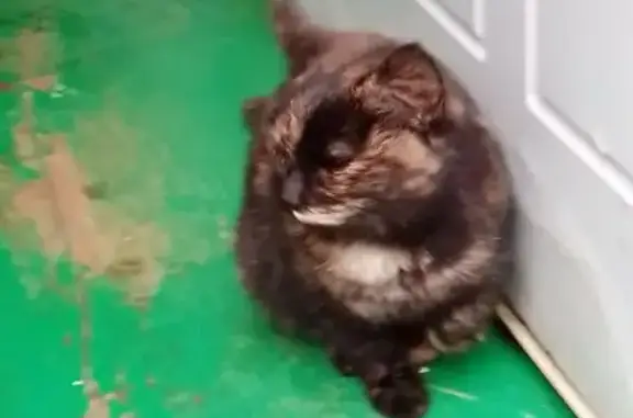 Найдена кошка, Пермский край, фото: Кошка найдена в СНТ, Пермь, Пермский край