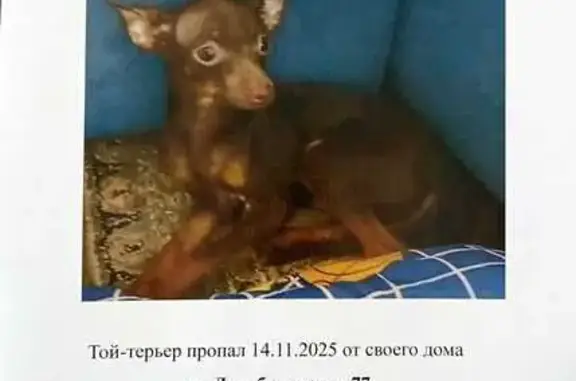 Пропала собака, ул. Декабристов, 77, Ногинск