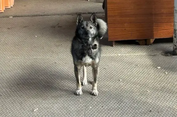 Найдена собака, Пермский край, фото: Найдена собака, Козлова, Пермский край