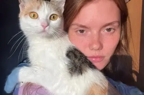 Пропала кошка на Давыдковской улице