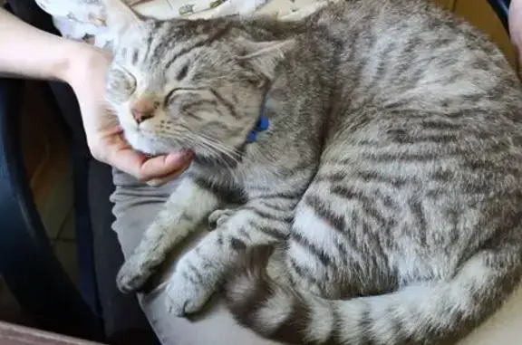 Кошка найдена: пр. Братьев Коростелёвых, 173/1