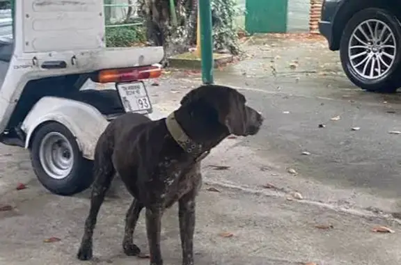 Найдена собака, Сочи, фото: Найдена собака на ул. Амбровая, Сочи