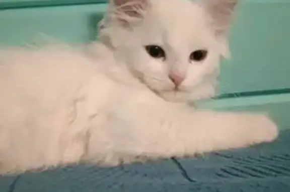 Пропала кошка, Тимошкино, МО