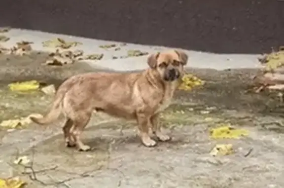 Найдена собака, Ставрополь, фото: Собака найдена: ул. Ленина, 184, Ставрополь