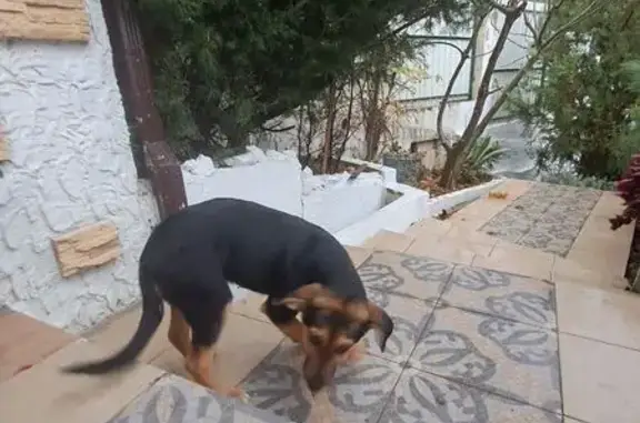 Найдена собака, Сочи, фото: Найдена собака на Туренко, 225, Сочи