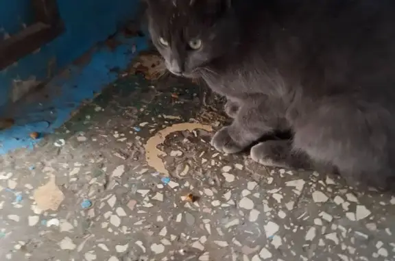 Найдена кошка, Альметьевск, фото: Кошка найдена: ул. Ленина, 74, Альметьевск