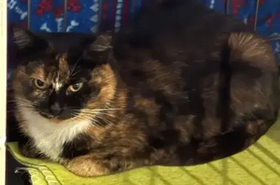 Найдена кошка, Москва, фото: Кошка найдена в парке Пыхтино, Внуково