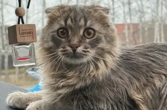 Кошки потеряшки, Нижний Новгород, фото: Потеряшка кошка, пр. Ленина 49, Н. Новгород