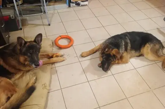 Пропала овчарка, Новопролетарская 42