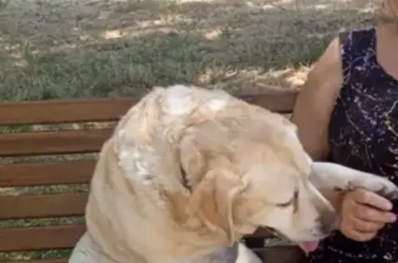 Пропала собака, ул. Карла Маркса, Ейск