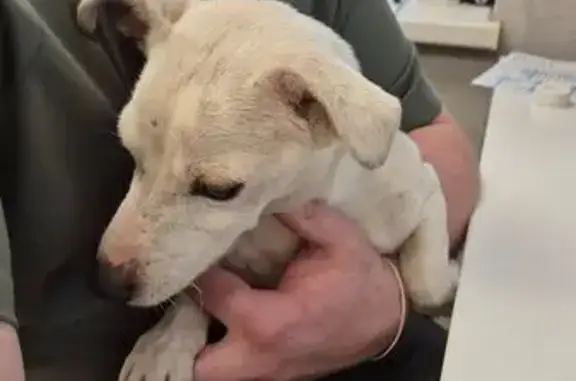 Найдена собака, Щёлково, фото: Собака найдена, ул. Свердлова 20, Щёлково